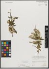 Foto von Salix triandra subsp. triandra L.